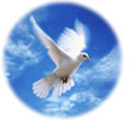 Need to learn the basics - Flying dove